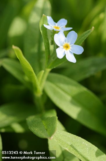 Marsh Forget-me-not
