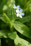 Marsh Forget-me-not