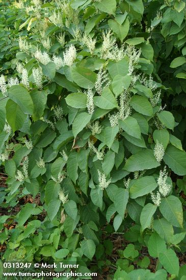 Japanese Knotweed
