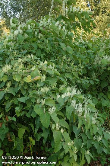 Japanese Knotweed