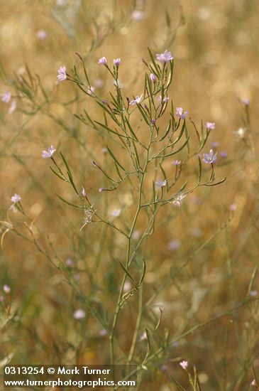 Tall Annual Willowherb