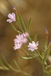 Tall Annual Willowherb blossoms detail
