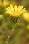 Low Gumweed blossom detail