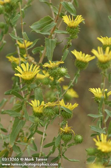 Low Gumweed