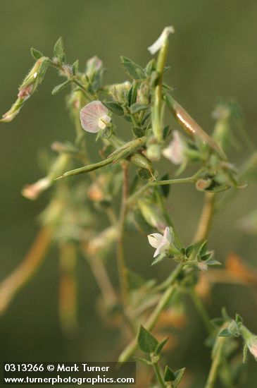 Spanish Clover blossoms & foliage detail