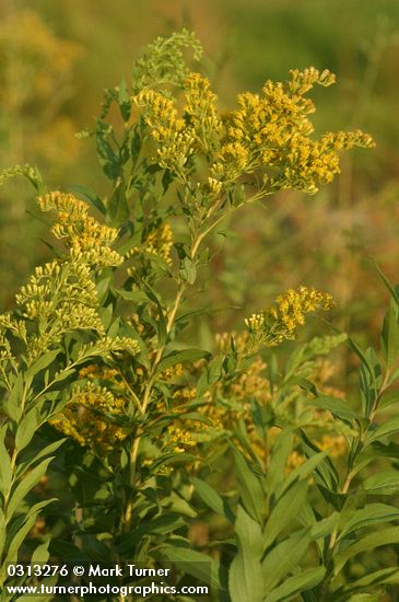 Late Goldenrod