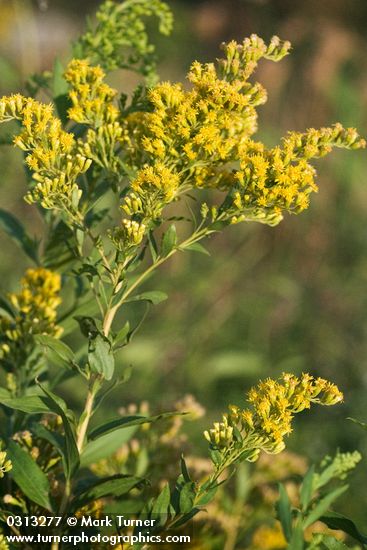 Late Goldenrod blossoms & foliage