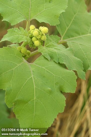 Common Cocklebur blossoms & foliage