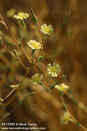 Prickly Lettuce blossoms