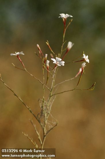 Tall Annual Willowherb blossoms