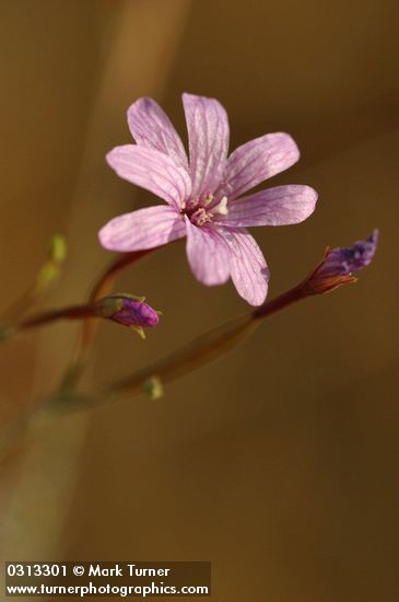 Tall Annual Willowherb blossom extreme detail