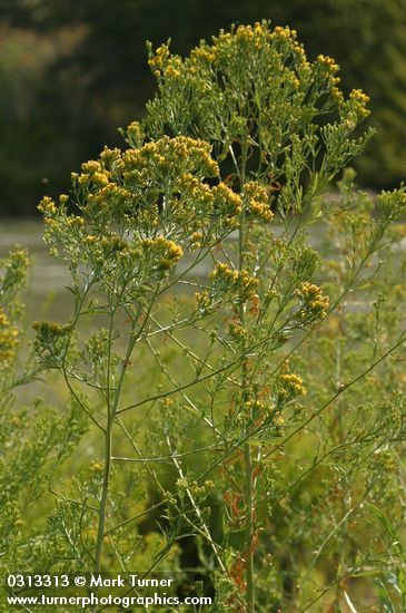 Western Goldenrod