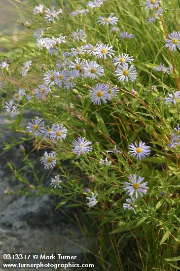 Western Aster