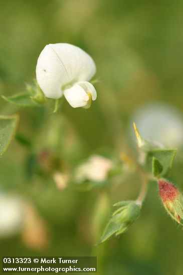 Spanish Clover blossom detail