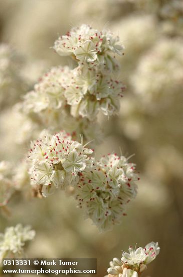 Blue Mountain Buckwheat blossoms detail