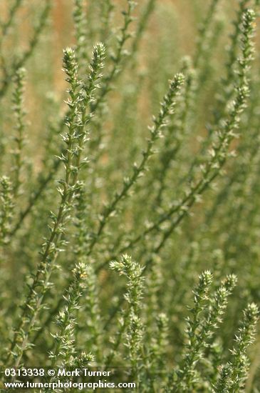 Russian Tumbleweed foliage & blossoms