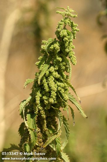 Hoary Nettle blossoms & foliage