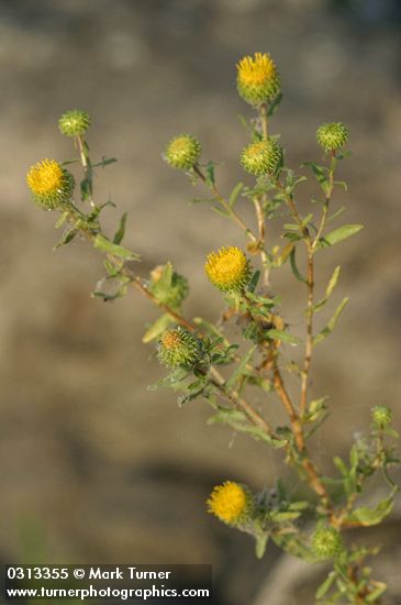 Columbia River Gumweed