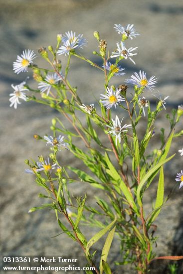 Douglas' Aster