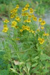 Western Sneezeweed