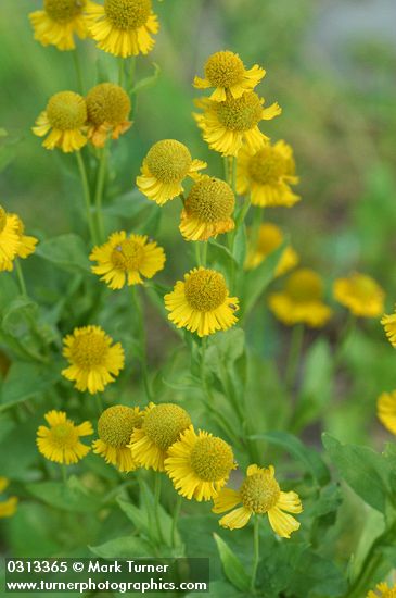 Western Sneezeweed blossoms