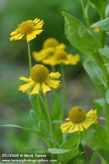 Western Sneezeweed blossoms