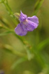 Allegheny Monkeyflower blossom detail