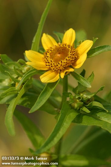 Bur Marigold blossom & foliage detail