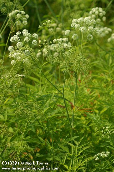 Western Water-hemlock