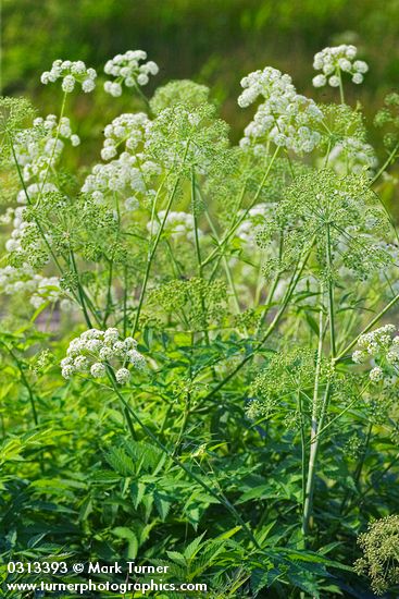Western Water-hemlock