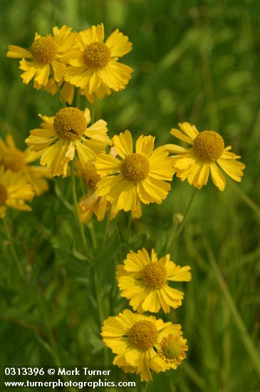 Western Sneezeweed blossoms