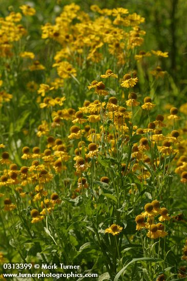 Western Sneezeweed