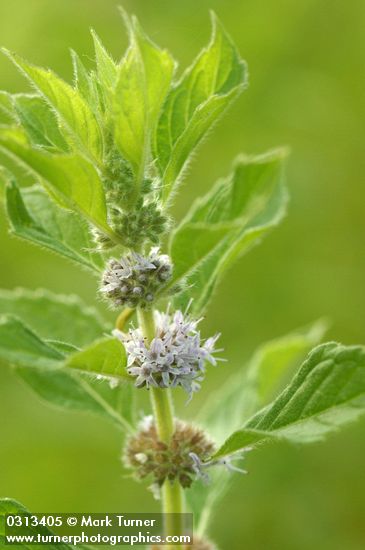 Field Mint blossoms & foliage detail