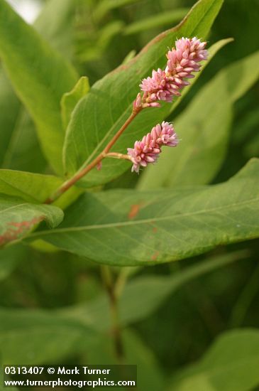 Pink Knotweed blossoms & foliage detail