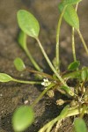 Mudwort  blossom & foliage detail
