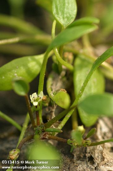 Mudwort  blossom & foliage detail