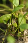 Mudwort  blossom & foliage detail