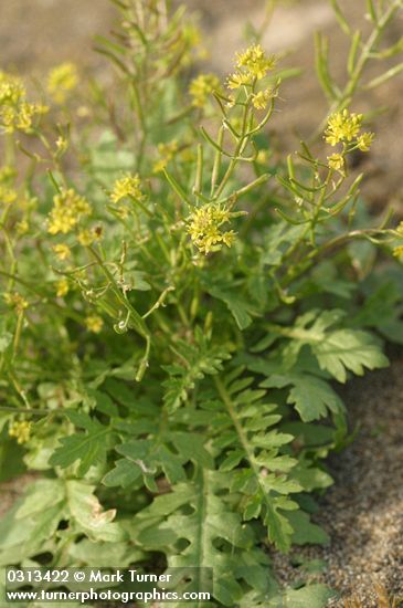 Western Yellow Cress
