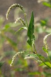 Willow Smartweed blossoms & foliage detail