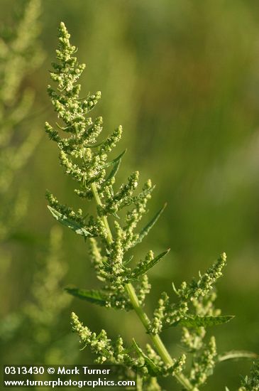 Golden Dock blossoms & foliage