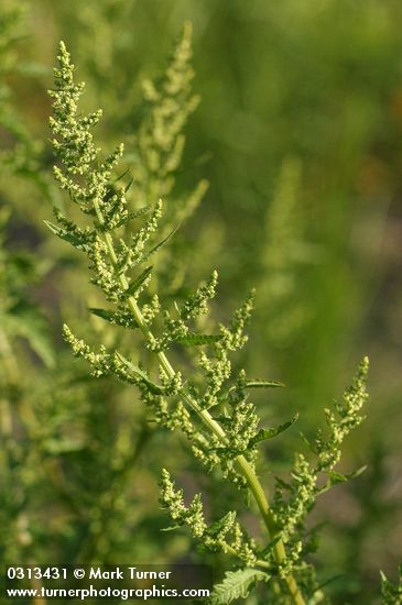 Golden Dock blossoms & foliage