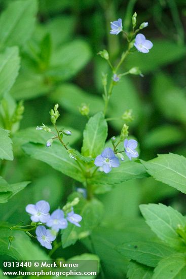 American Speedwell blossoms & foliage detail