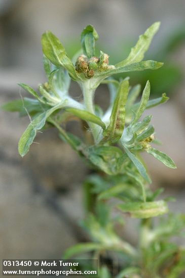 Lowland Cudweed blossoms & foliage detail