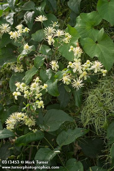 Traveler's Joy Clematis blossoms & foliage