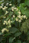 Traveler's Joy Clematis blossoms & foliage