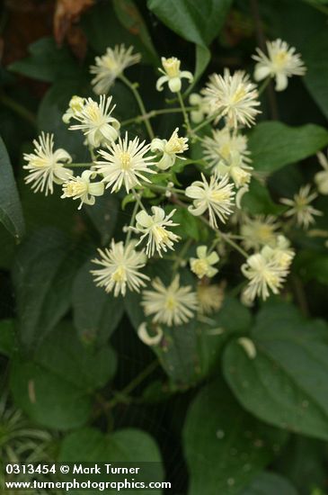 Traveler's Joy Clematis blossoms detail