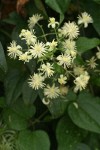 Traveler's Joy Clematis blossoms detail
