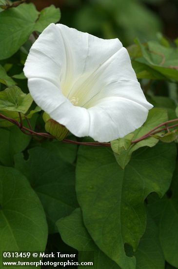 Hedge Bindweed blossom & foliage detail