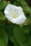 Hedge Bindweed blossom & foliage detail