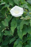 Hedge Bindweed blossom & foliage